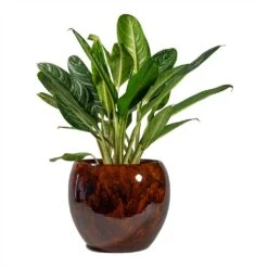 Aglaonema Key Lime - Chinese Evergreen -Plant Supplies Sale Aglaonema Key Lime Chinese Evergreen Kae Plant Pot Cayenne