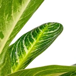 Aglaonema Key Lime - Chinese Evergreen -Plant Supplies Sale Aglaonema Key Lime Chinese Evergreen SWATCH