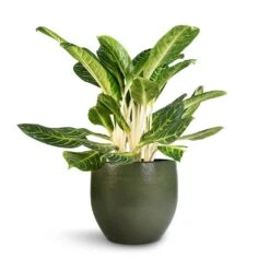 Aglaonema Key Lime - Chinese Evergreen -Plant Supplies Sale Aglaonema Key Lime Chinese Evergreen Zembla Plant Pot Green 35x32cm