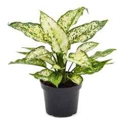 Aglaonema Kiwi - Chinese Evergreen -Plant Supplies Sale Aglaonema Kiwi Chinese Evergreen 12cm