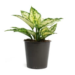 Aglaonema Kiwi - Chinese Evergreen -Plant Supplies Sale Aglaonema Kiwi Chinese Evergreen 12cm 256f67b9 d96f 4ff1 830f 4a0556233ef6