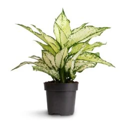 Aglaonema Kiwi - Chinese Evergreen -Plant Supplies Sale Aglaonema Kiwi Chinese Evergreen 12x30cm 2