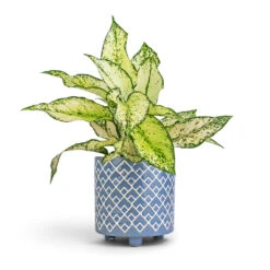 Aglaonema Kiwi - Chinese Evergreen -Plant Supplies Sale Aglaonema Kiwi Chinese Evergreen 12x30cm Bilbao Plant Pot Heritage Blue 14x14cm 8df0543d 926b 45d3 a600 a2c0065fc4cd