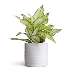 Hadleigh Plant Pot - White -Plant Supplies Sale Aglaonema Kiwi Chinese Evergreen 12x30cm Hadleigh Plant Pot White 14x13cm d7e65c5d 2647 419a ae12 c34393535fb8