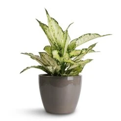 Aglaonema Kiwi - Chinese Evergreen -Plant Supplies Sale Aglaonema Kiwi Chinese Evergreen 12x30cm Sven Plant Pot Smoke 16x13cm