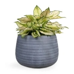Angle Darcy Plant Pot - Grey -Plant Supplies Sale Aglaonema Kiwi Chinese Evergreen 19x45cm Angle Darcy Plant Pot Grey 34.5x24cm 3bfa70c7 e910 41db b43a 624f806f9641