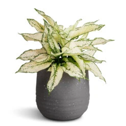 Aglaonema Kiwi - Chinese Evergreen -Plant Supplies Sale Aglaonema Kiwi Chinese Evergreen 19x45cm Aurora Terrazzo Handle Plant Pot Slate 22x21cm d3a9c376 f263 4eff 894e 57f34a7e16b3