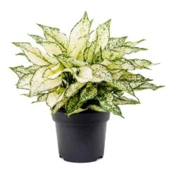 Aglaonema Kiwi - Chinese Evergreen -Plant Supplies Sale Aglaonema Kiwi Chinese Evergreen