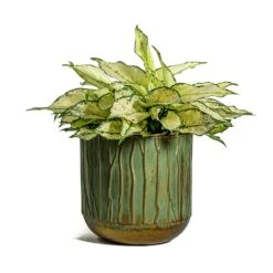 Aglaonema Kiwi - Chinese Evergreen -Plant Supplies Sale Aglaonema Kiwi Chinese Evergreen Caro Metal Plant Pots Set of 6 Copper Green