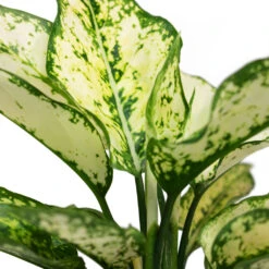 Aglaonema Kiwi - Chinese Evergreen -Plant Supplies Sale Aglaonema Kiwi Chinese Evergreen Close Up