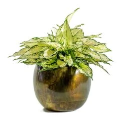 Aglaonema Kiwi - Chinese Evergreen -Plant Supplies Sale Aglaonema Kiwi Chinese Evergreen Ellen Metal Plant Pots Set of 3 Vintage Green