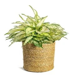 Aglaonema Kiwi - Chinese Evergreen -Plant Supplies Sale Aglaonema Kiwi Chinese Evergreen Stef Plant Baskets Set of 5 Natural