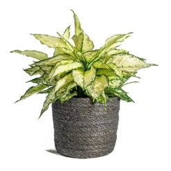 Aglaonema Kiwi - Chinese Evergreen -Plant Supplies Sale Aglaonema Kiwi Chinese Evergreen Stef Plant Baskets Set of 6 grey