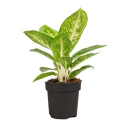 Aglaonema Lemon Mint - Chinese Evergreen -Plant Supplies Sale Aglaonema Lemon Mint 12cm