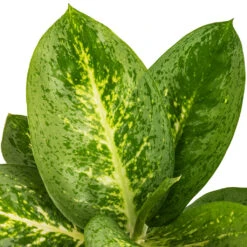 Aglaonema Lemon Mint - Chinese Evergreen -Plant Supplies Sale Aglaonema Lemon Mint SWATCH
