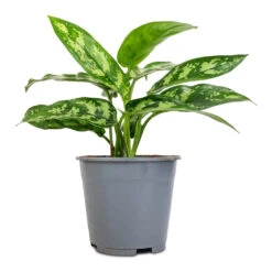 Aglaonema Maria - Chinese Evergreen -Plant Supplies Sale Aglaonema Maria Chinese Evergreen 14x30cm 2