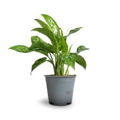 Aglaonema Maria - Chinese Evergreen -Plant Supplies Sale Aglaonema Maria Chinese Evergreen 14x30cm