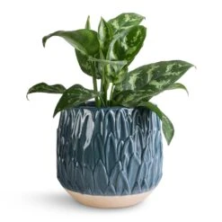 Arles Leaf Plant Pot - Teal -Plant Supplies Sale Aglaonema Maria Chinese Evergreen 14x30cm Arles Leaf Plant Pot Teal 17x17cm 643a6b17 5788 437a a90e d34410037c32