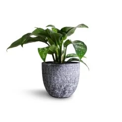 Aglaonema Maria - Chinese Evergreen -Plant Supplies Sale Aglaonema Maria Chinese Evergreen 14x30cm Cas Plant Pot Anthracite 17x15cm