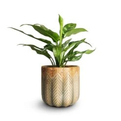 Aglaonema Maria - Chinese Evergreen -Plant Supplies Sale Aglaonema Maria Chinese Evergreen 14x30cm Cecil Plant Pot Taupe 18x17cm emma