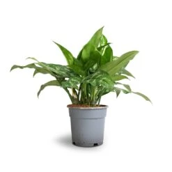 Aglaonema Maria - Chinese Evergreen -Plant Supplies Sale Aglaonema Maria Chinese Evergreen 17x50cm
