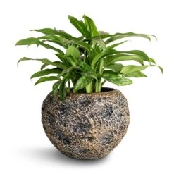Luxe Lite Moon Globe Planter - Bronze -Plant Supplies Sale Aglaonema Maria Chinese Evergreen 17x50cm Luxe Lite Moon Globe Planter Bronze 28x20cm