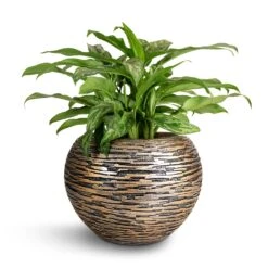 Aglaonema Maria - Chinese Evergreen -Plant Supplies Sale Aglaonema Maria Chinese Evergreen 17x50cm Luxe Lite Wrinkle Globe Planter Bronze 28x20cm 96923968 2124 4628 8c2a 24b6f346668f