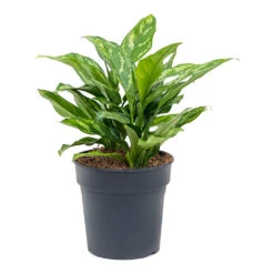 Aglaonema Maria - Chinese Evergreen -Plant Supplies Sale Aglaonema Maria Chinese Evergreen 19cm