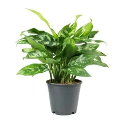 Aglaonema Maria - Chinese Evergreen -Plant Supplies Sale Aglaonema Maria Chinese Evergreen