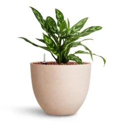 Coral Refined Planter - Natural White 16 Coral Refined Planter - Natural White -Plant Supplies Sale Aglaonema Maria Chinese Evergreen HydroCare Coral Refined Planter Natural White 1721edcc 9ee8 4506 8509 d33e9193915b