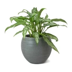 Abby Ball Plant Pot - Ridged Dark Grey -Plant Supplies Sale Aglaonema Maria Christina Chinese Evergreen Abby Ball Plant Pot Dark Grey b1d19f5c 4653 4e35 ab1f 840c290d3c8f