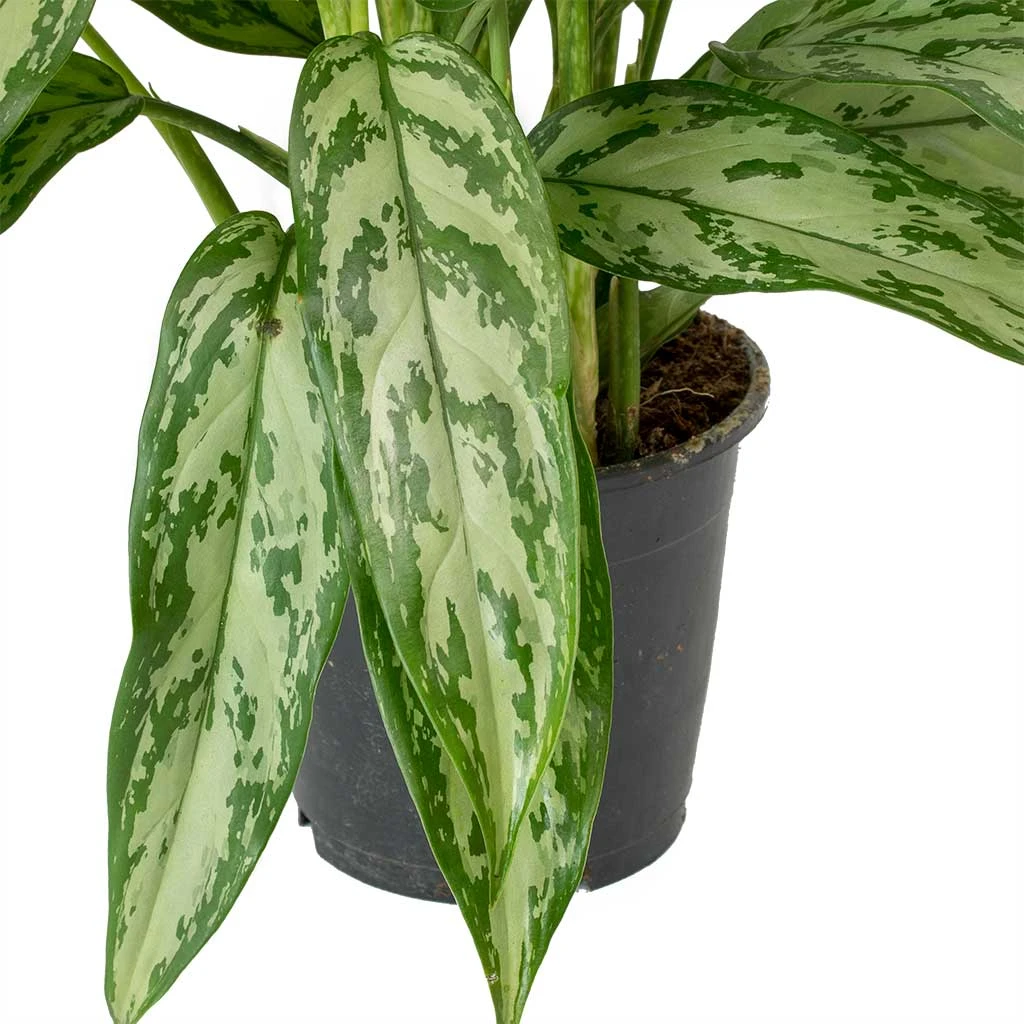 Aglaonema Silver Queen - Chinese Evergreen 6 Aglaonema Silver Queen - Chinese Evergreen - Image 6