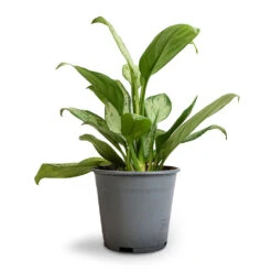 Aglaonema Silver Bay - Chinese Evergreen -Plant Supplies Sale Aglaonema Silver Bay Chinese Evergreen 14x45cm