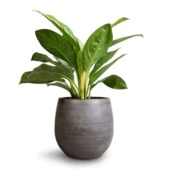 Esra Plant Pot - Mystic Grey -Plant Supplies Sale Aglaonema Silver Bay Chinese Evergreen 14x45cm Esra Plant Pot Mystic Grey 22x20cm 45ea2873 0e76 4197 9dd2 9d857bfce2e5