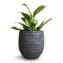 Aglaonema Silver Bay - Chinese Evergreen -Plant Supplies Sale Aglaonema Silver Bay Chinese Evergreen 14x45cm Kinza Planter Anthracite 20x20cm