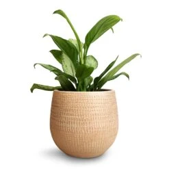 Ryan Plant Pot - Sand Gold -Plant Supplies Sale Aglaonema Silver Bay Chinese Evergreen 14x45cm Ryan Plant Pot Sand Gold 18x16cm 9d7c89f6 d152 4741 aed3 f62db408cb77