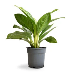 Aglaonema Silver Bay - Chinese Evergreen -Plant Supplies Sale Aglaonema Silver Bay Chinese Evergreen 17x55cm