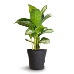 Aglaonema Silver Bay - Chinese Evergreen -Plant Supplies Sale Aglaonema Silver Bay Chinese Evergreen 24x65cm 1