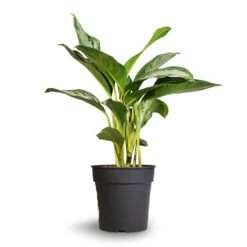 Aglaonema Silver Bay - Chinese Evergreen -Plant Supplies Sale Aglaonema Silver Bay Chinese Evergreen 24x65cm 2
