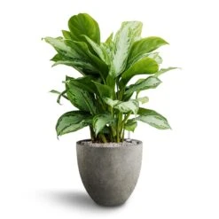 Grigio Egg Pot Planter - Natural Concrete -Plant Supplies Sale Aglaonema Silver Bay Chinese Evergreen Hydroculture Grigio Egg Pot Planter Natural Concrete 3b703e58 bf02 4390 97ca 9356c6ada23b