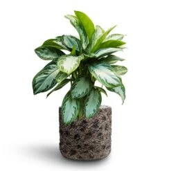 Luxe Lite Moon Cylinder Planter - Bronze 13 Luxe Lite Moon Cylinder Planter - Bronze -Plant Supplies Sale Aglaonema Silver Bay Chinese Evergreen Hydroculture Luxe Lite Moon Cylinder Planter Bronze 569d32ff 0e5f 4429 aaea b322edd7caff
