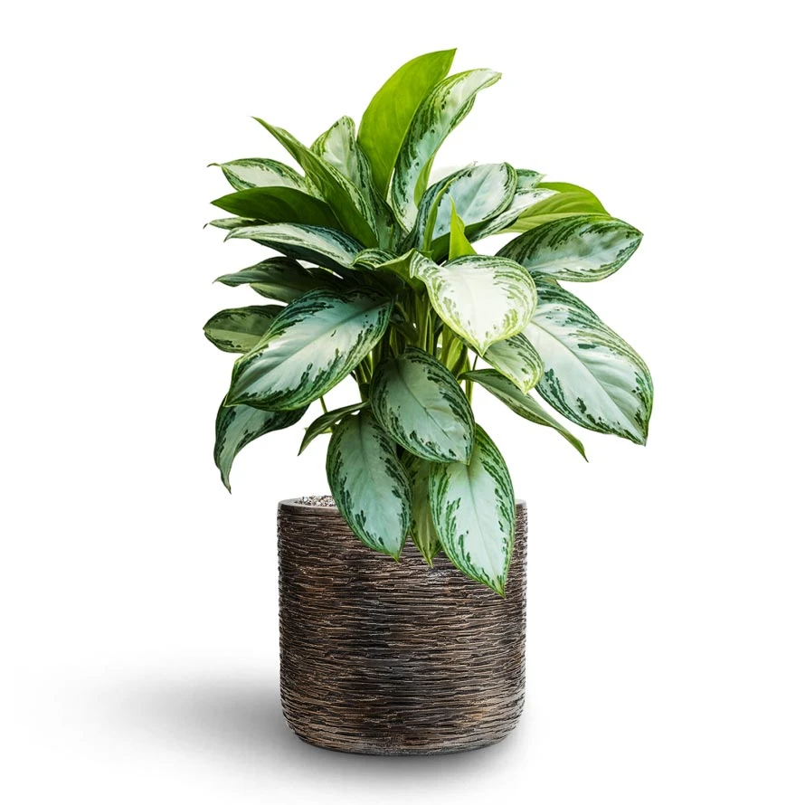 Luxe Lite Wrinkle Cylinder Planter - Bronze 11 Luxe Lite Wrinkle Cylinder Planter - Bronze - Image 11
