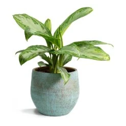 Aglaonema Silver Bay - Chinese Evergreen -Plant Supplies Sale Aglaonema Silver Bay Chinese Evergreen Ryan Plant Pot Blue Gold