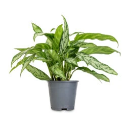 Aglaonema Silver Queen - Chinese Evergreen 17 Aglaonema Silver Queen - Chinese Evergreen -Plant Supplies Sale Aglaonema Silver Queen Chinese Evergreen 14x40cm 2