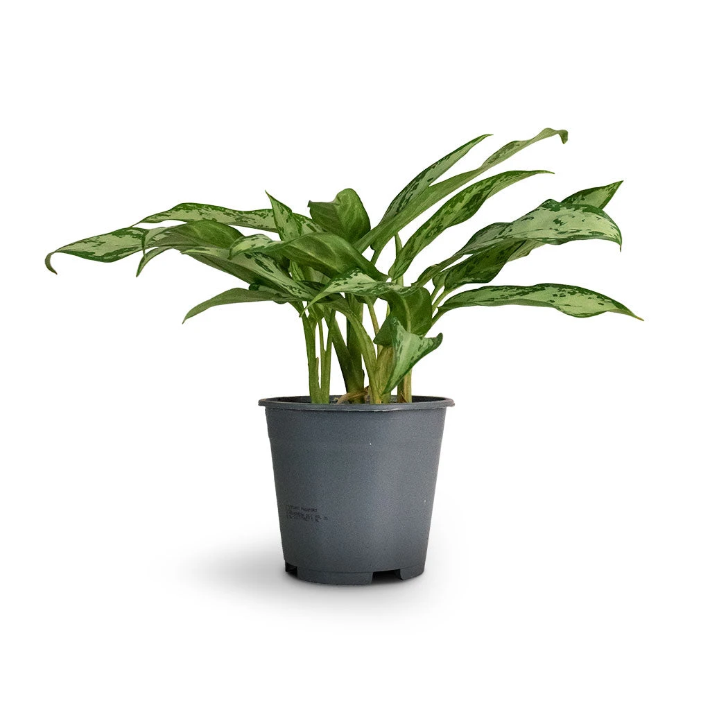 Aglaonema Silver Queen - Chinese Evergreen 9 Aglaonema Silver Queen - Chinese Evergreen - Image 9