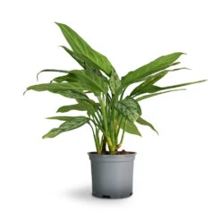 Aglaonema Silver Queen - Chinese Evergreen 24 Aglaonema Silver Queen - Chinese Evergreen -Plant Supplies Sale Aglaonema Silver Queen Chinese Evergreen 17x60cm 1