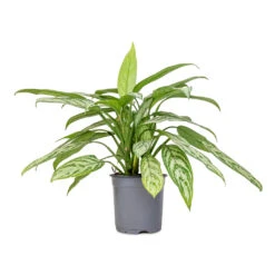 Aglaonema Silver Queen - Chinese Evergreen 19 Aglaonema Silver Queen - Chinese Evergreen -Plant Supplies Sale Aglaonema Silver Queen Chinese Evergreen 17x60cm 2