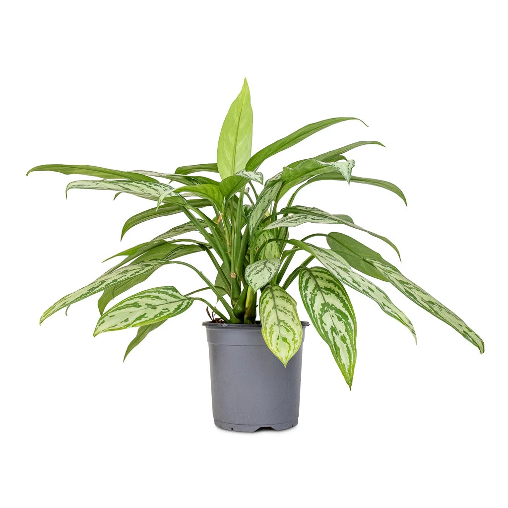 Aglaonema Silver Queen - Chinese Evergreen 5 Aglaonema Silver Queen - Chinese Evergreen - Image 5