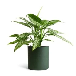 Aglaonema Silver Queen - Chinese Evergreen 22 Aglaonema Silver Queen - Chinese Evergreen -Plant Supplies Sale Aglaonema Silver Queen Chinese Evergreen 17x60cm Puk Refined Planter Pine Green 20x20cm