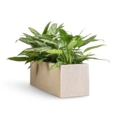 Aglaonema Silver Queen - Chinese Evergreen 21 Aglaonema Silver Queen - Chinese Evergreen -Plant Supplies Sale Aglaonema Silver Queen Chinese Evergreen 17x60cm Raindrop Trough Planter Stone 70x23x23cm